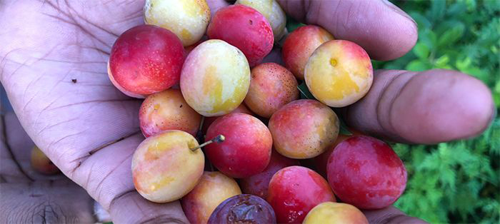 wild-plums-700x314-compressor.jpg