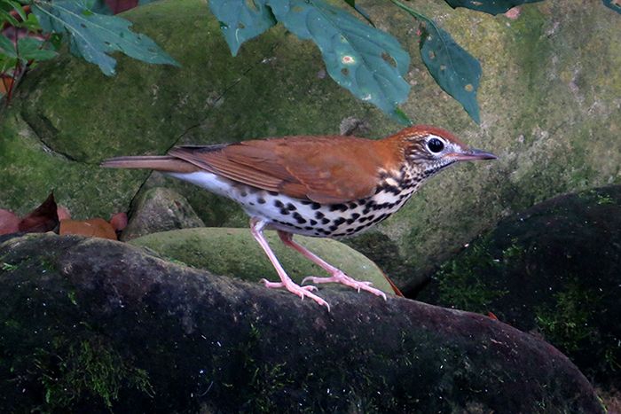 wood thrush