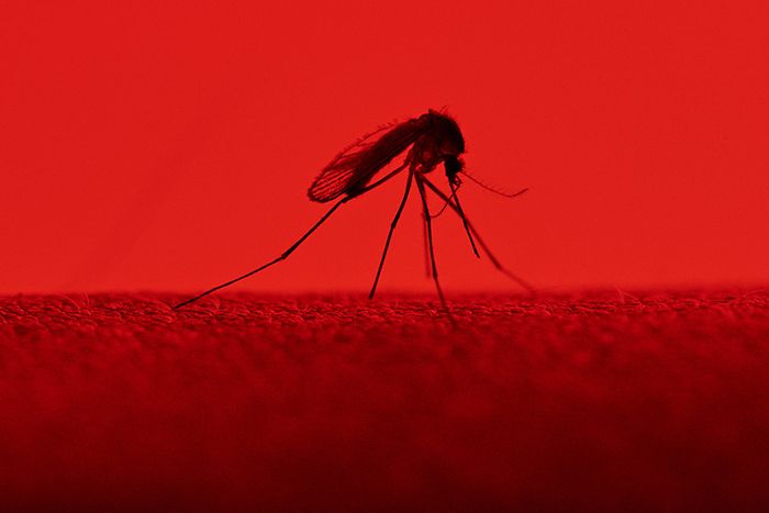 Mosquito