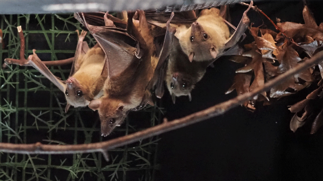 "Bat study reveals how the brain is wired for collective behavior"
