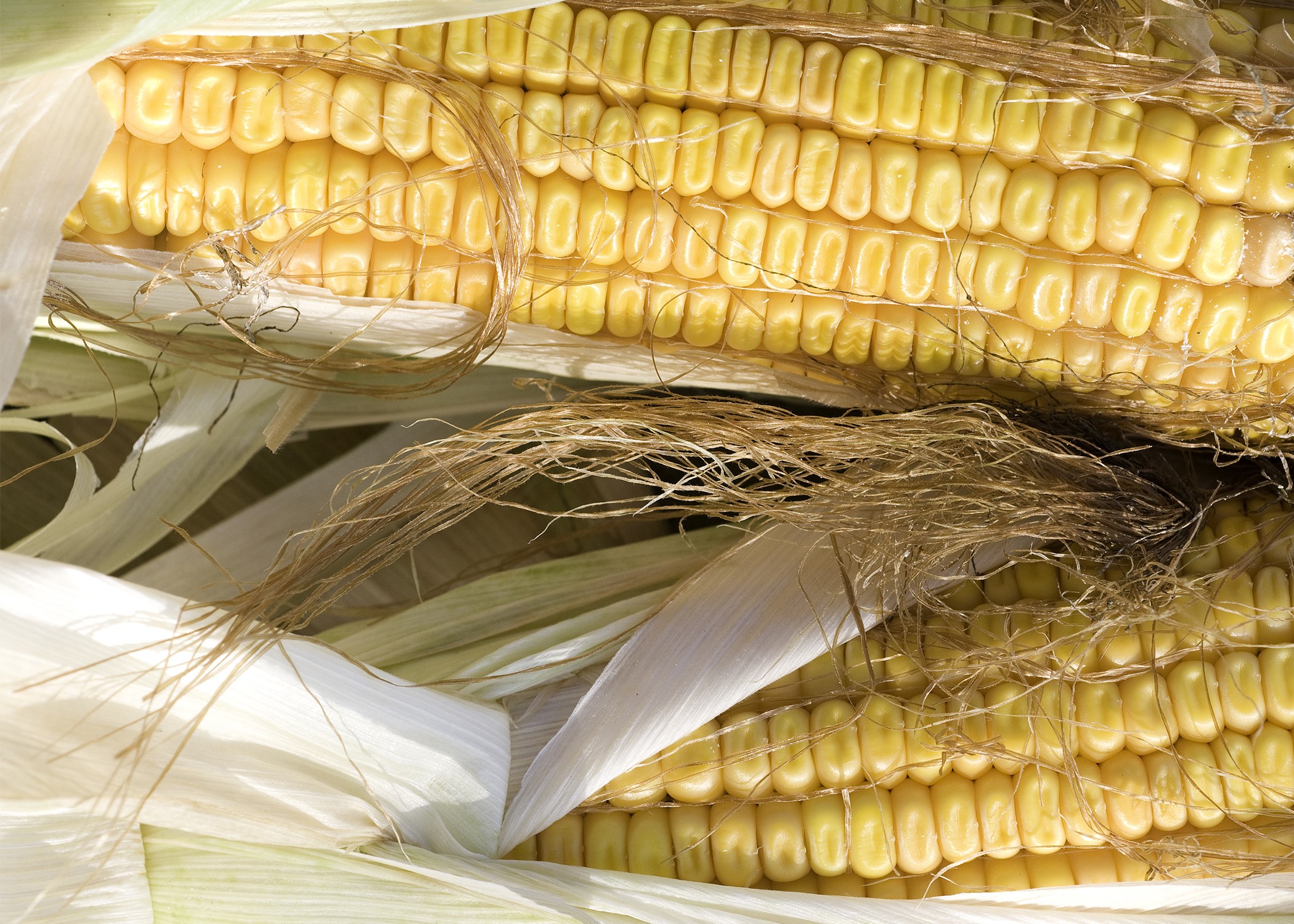 Close-up of corn on the cob.