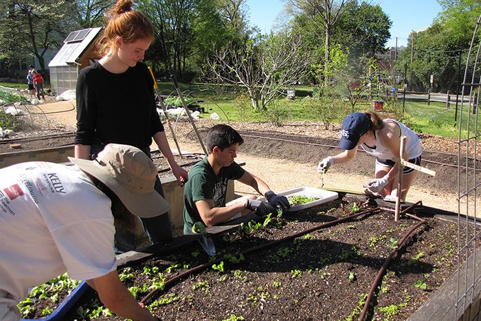 Madeline Cooke works with other volunteers at the Carolina Campus Community Garden.