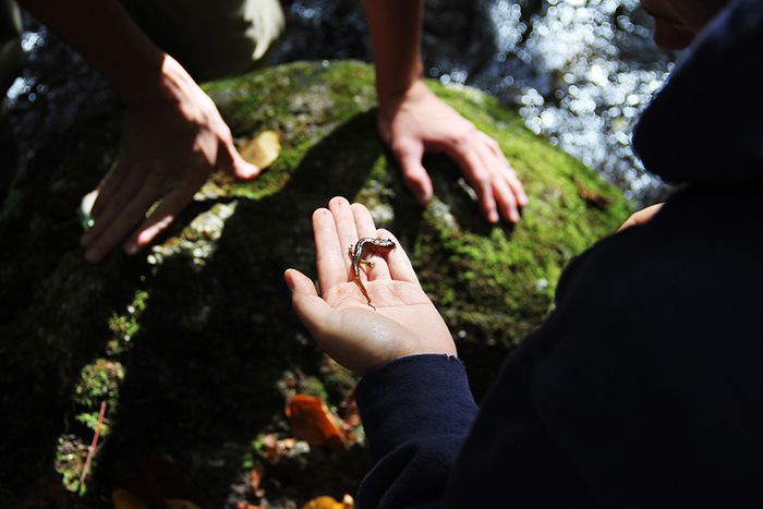 students inspecting a salamander