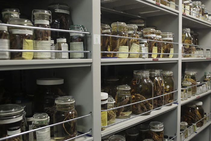 UndergradResearchSmithsonian04-1-700x467-compressor.jpg