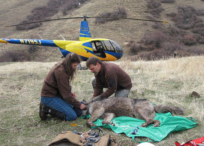 WolvesinOregon7-700x500-compressor.jpg