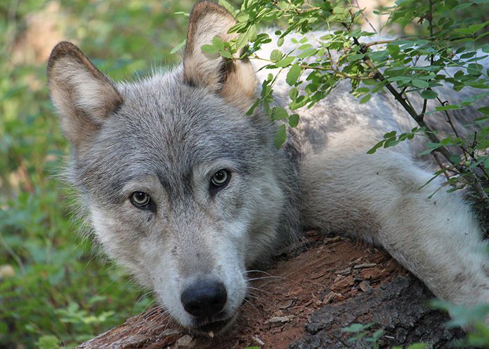gray_wolf-700x500-compressor.jpg