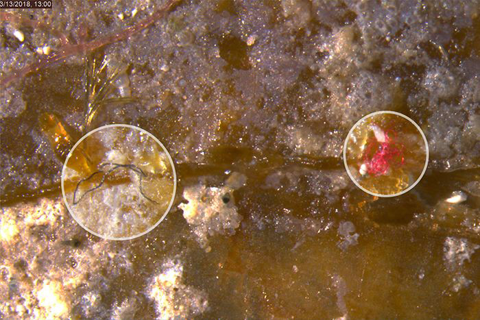 micro-image-700x467-compressor.jpg