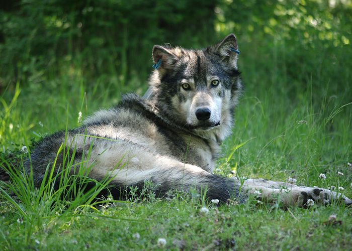 Black wolf