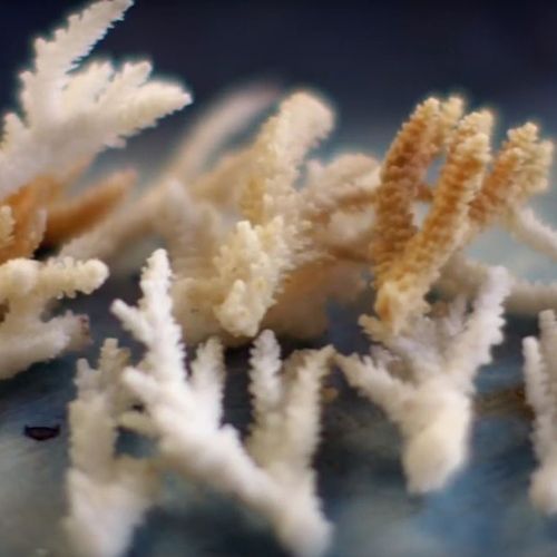 Palau coral