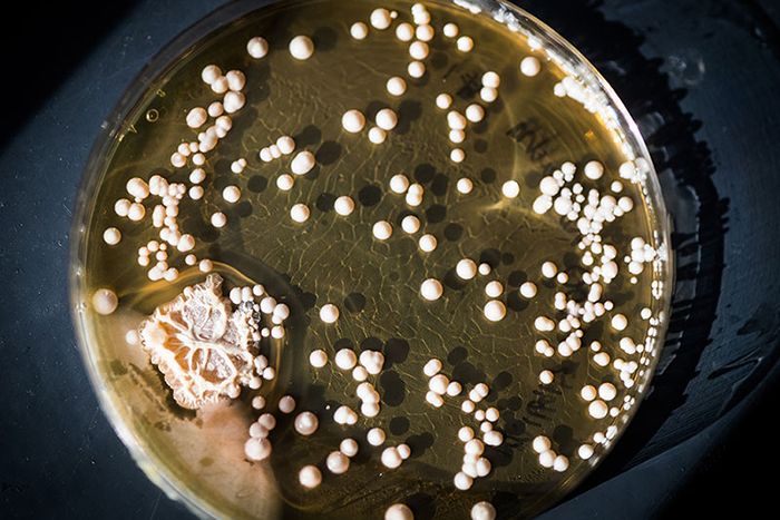 probiotics-bacteria-700x467-compressor.jpg