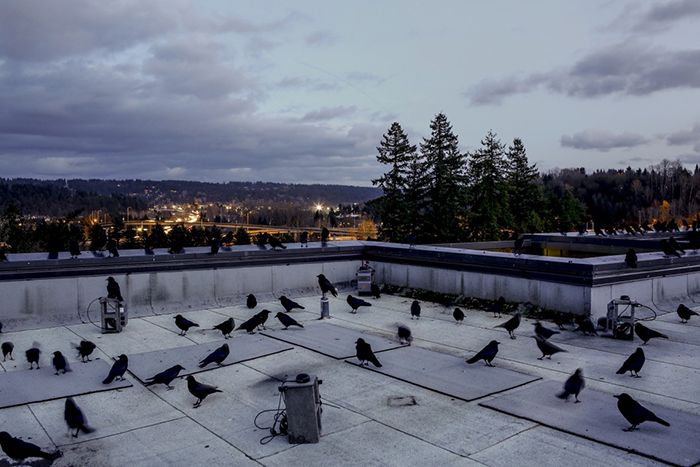 rooftop-crows-700x467-compressor.jpg