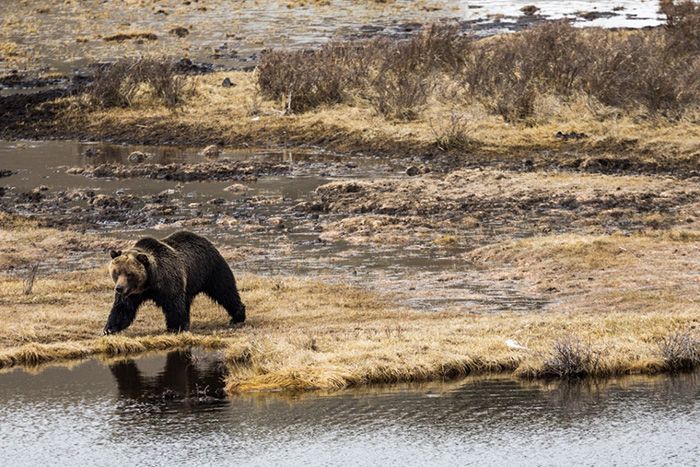 week-in-wild-grizzly-700x467-compressor.jpg