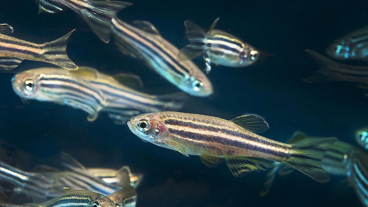 Why Can Zebrafish Regenerate Damaged Heart Tissue, While Other Fish Species Cannot?
