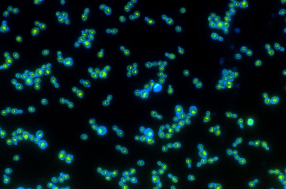 Researchers Create Light-Powered Yeast, Providing Insights Into Evolution, Biofuels, Cellular Aging
