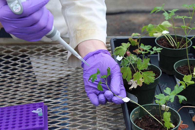 Researchers Examine Nanotechnological Methods for Improving Agriculture
