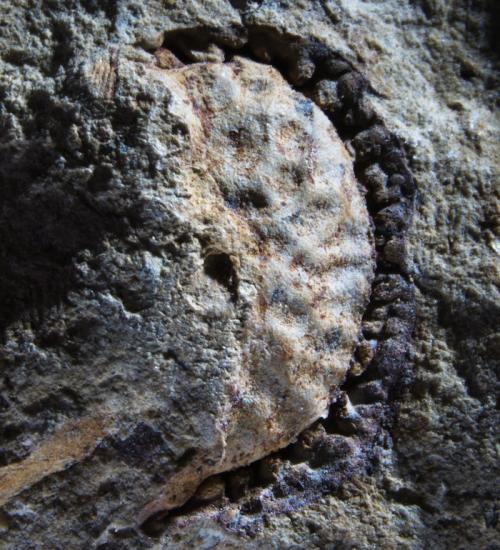 A Fossil Fruit From California Shows Ancestors of Coffee and Potatoes Survived Cataclysm That Killed the Dinosaurs