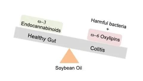 "Widely consumed vegetable oil leads to an unhealthy gut"