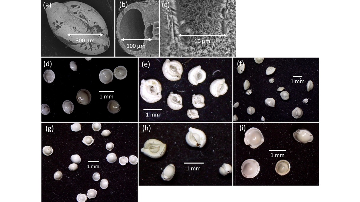 "Study on methane in deep-sea sediments shows small releases happen more often than thought; Picture: Miliolida foraminifera — Pyrgo spp., Quinqueloculina spp., and Spiroloculina spp. — are have the unique ability to sense small-scale methane dissociation events. The image is an adaptation from a figure in the paper. Courtesy of Steven Clemens."