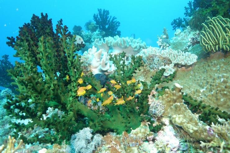 Machine Learning Predicts Biodiversity and Resilience in the Coral Triangle; "A school of planktivorous fish sheltering around a coral on a reef in the Solomon Islands in the Coral Triangle. Credit: Mark Hay"