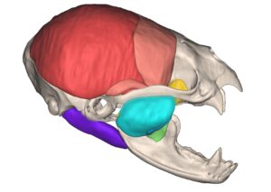 "the many faces of bats; Digital rendering of a common vampire bat skull"