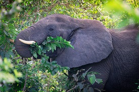 Photo of elephant eathing branches off a tree