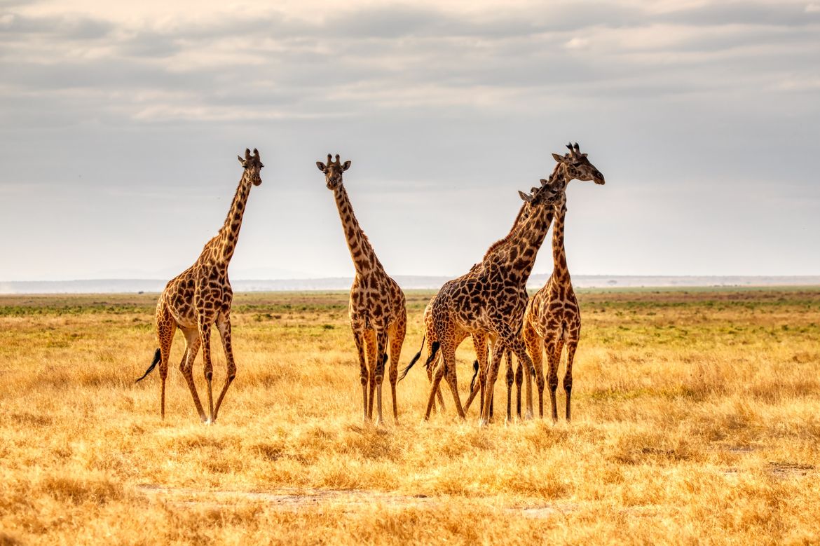 "Emerging Field of Evolutionary Medicine Could Address Range of Health Conditions; photo of giraffes in the wild"