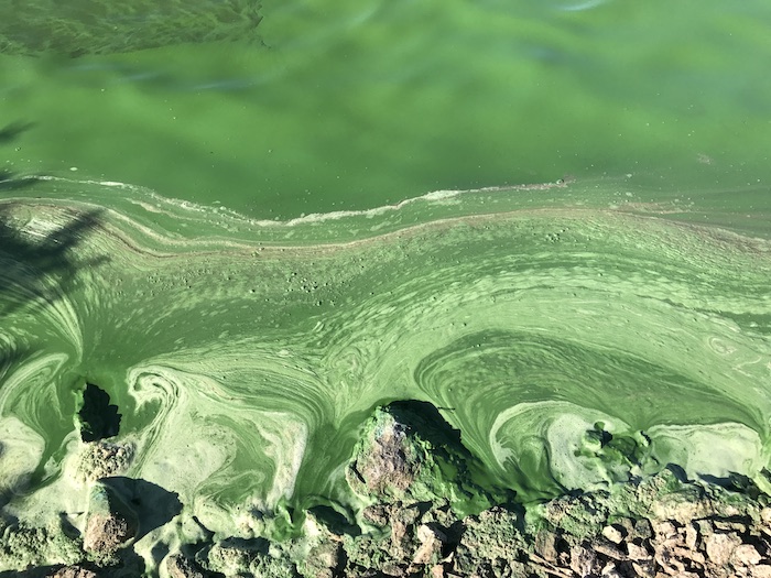 Research Shows Climate Change Boosts Likelihood of Toxin Releases From Algal Blooms in American Lakes