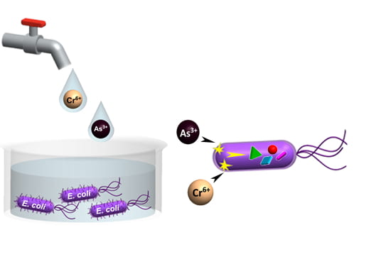 "UC Irvine researchers create E. coli-based water monitoring technology; Contaminated water is a major source of toxic heavy metal exposure for animals and people. The metabolic stress response of E. coli is used to detect the presence of toxic metals in tap water and wastewater. Difficult to detect heavy metal ions are thereby converted to more easily detectable chemical signals. Regina Ragan / UCI"