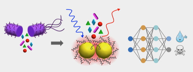 "UC Irvine researchers create E. coli-based water monitoring technology; After heavy metal exposure, the contents (lysate) of E.coli cells are examined with a sensitive optical sensor composed from gold nanoparticles which are optimized to detect at levels of one metal toxin per bacterium in solution. Machine learning algorithms learn the chemical fingerprint of the stress response, which is unique to the type and quantity of metal toxin, from the optical spectra. Fine-tuned models then determine if an unknown water sample is safe. Regina Ragan / UCI"