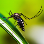 "Researchers at UNC Study Drug Resistance to Malaria in the Democratic Republic of the Congo; Close up of mosquito"