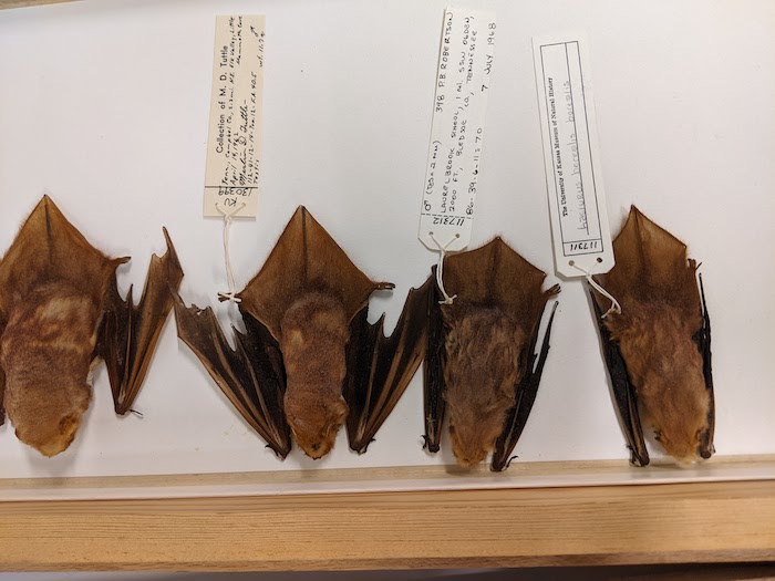 "Researchers Plan Center to Track Mammal Pathogens in the Wild to Warn of Coming Pandemics; The Colella Lab aims to better understand morphological and molecular evolution of mammals and their parasites and pathogens. Credit: Adrienne Raniszewski"