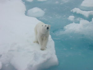 "Human-wildlife conflicts rising worldwide with climate change"