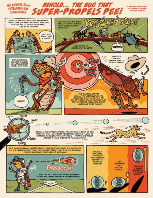 "Super-fast Insect Urination Powered by the Physics of Superpropulsion"