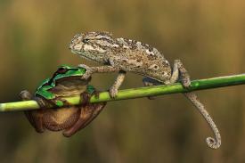 Amphibians on a stick