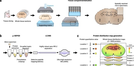 "Scheme of the MASP strategy, which enables accurate, quantitative and in-depth protein mapping across a whole tissue slice"