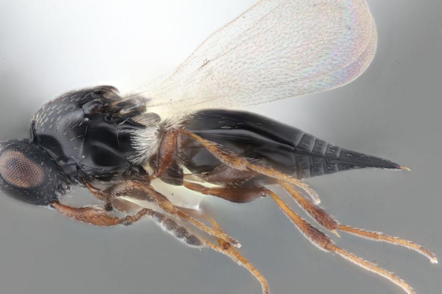 New Species of Parasitic Wasp Associated With Soybean Pest in Minnesota; Photo of a wasp called Synopeas maximum. Credit: Elijah Talamas, Florida Department of Agriculture and Consumer Services.