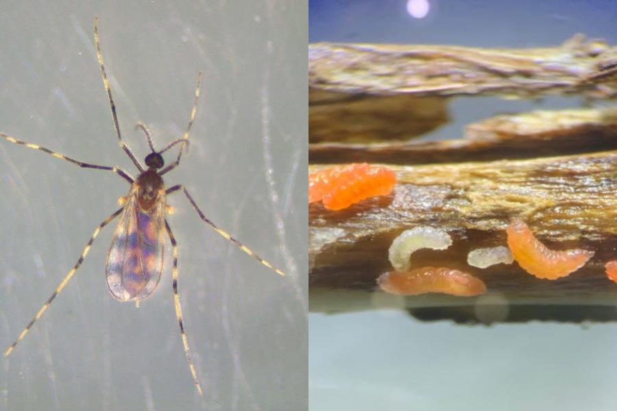 U of M Students Sequence Genome of Newly Discovered Soybean Pest; Image of soybean gall midge. Credit: Gloria Melotto