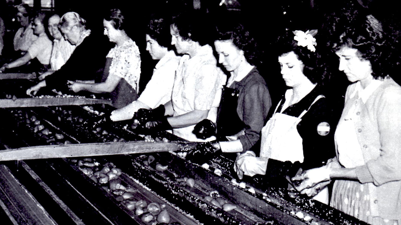 "Georgia Tech Helps Rebuild Former Pimento Capital of the World; Women pick pimientos on the production line at the National Biscuit Company Plant during peak packing season."