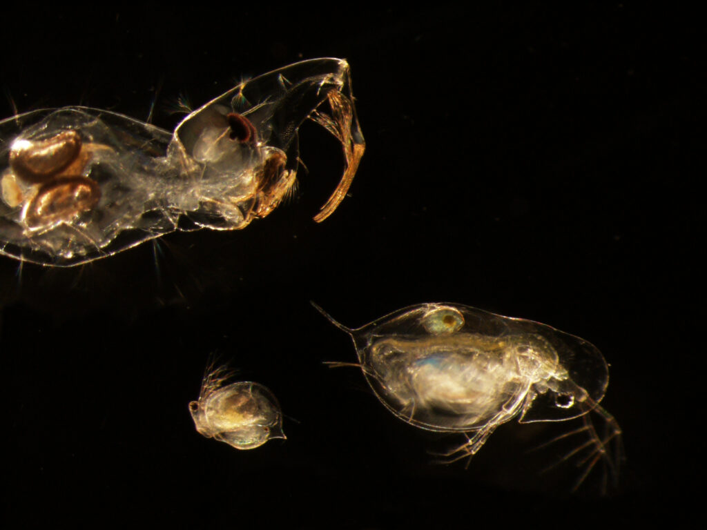 A Healthy but Depleted Herd: Predators Decrease Prey Disease Levels but Also Population Size