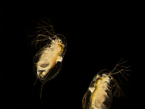"A Healthy but Depleted Herd: Predators Decrease Prey Disease Levels but Also Population Size"