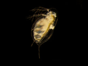 "A Healthy but Depleted Herd: Predators Decrease Prey Disease Levels but Also Population Size"