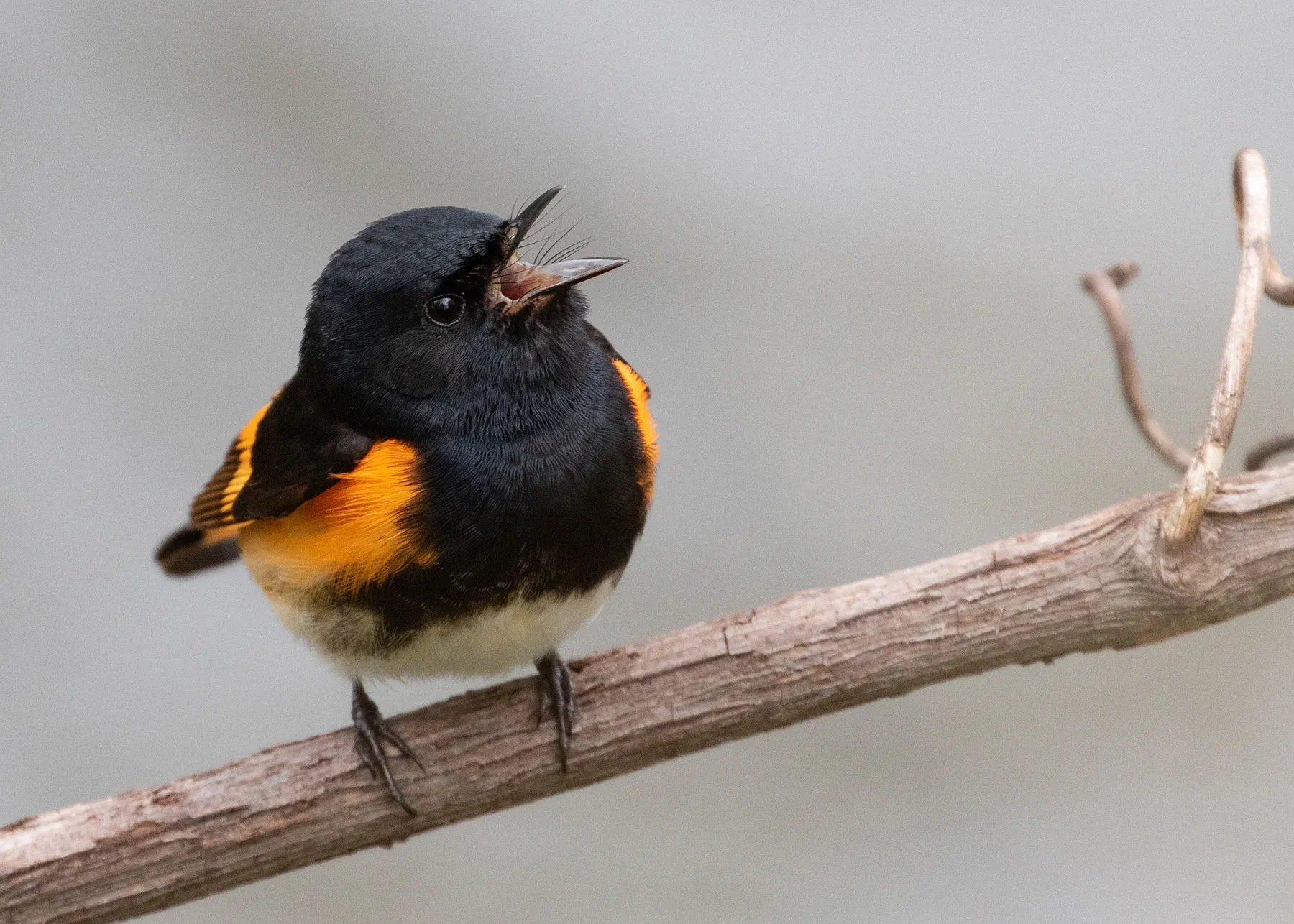 "Data-driven bird conservation project takes wing; Michigan State University and the National Audubon Society are collaborating to project future impacts to hundreds of bird species, including the American redstart. Credit: Denise Dupras"