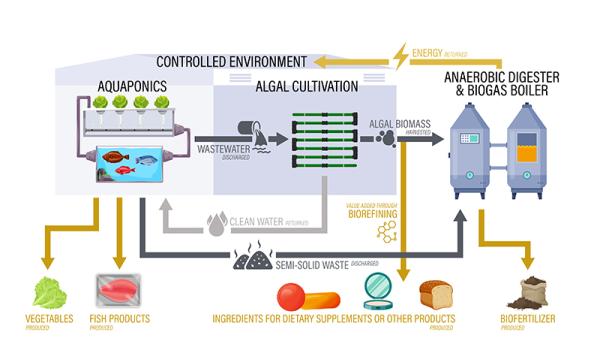 "$10 million USDA grant targets Midwestern seafood production; Purdue researchers will build a pilot-scale integrated aquaponics system on campus to produce tilapia and lettuce. This zero-waste food production system will convert nutrient-rich waste into energy for system operation and high-value bioproducts. (Illustration by Tom Kronewitter)"