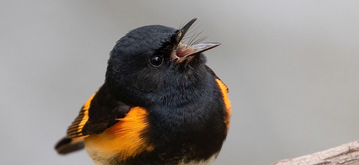 Data-Driven Bird Conservation Project Takes Wing; Photo of black bird with yellow feathers