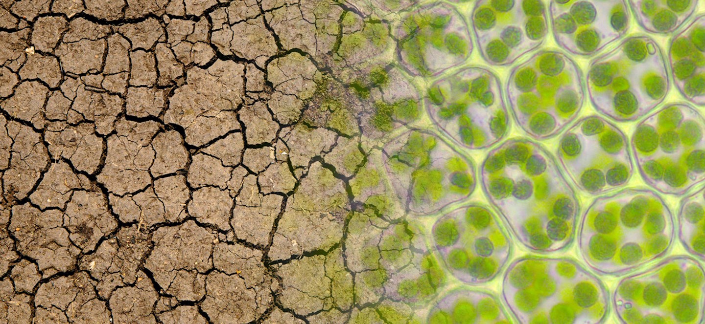 Is there a link between climate change and plant nutrition?; A picture showing plant cells and a dry, cracked soil bed.