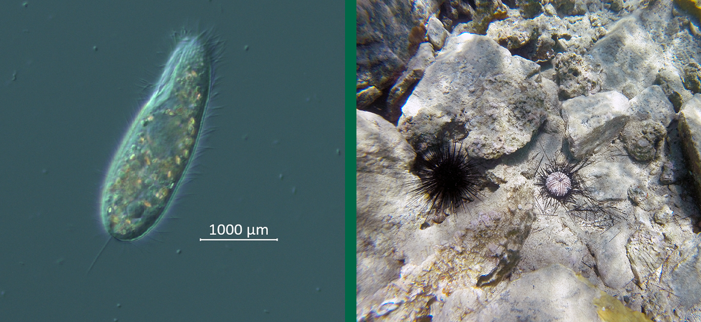 "Scientists identify 2022 sea urchin killer"