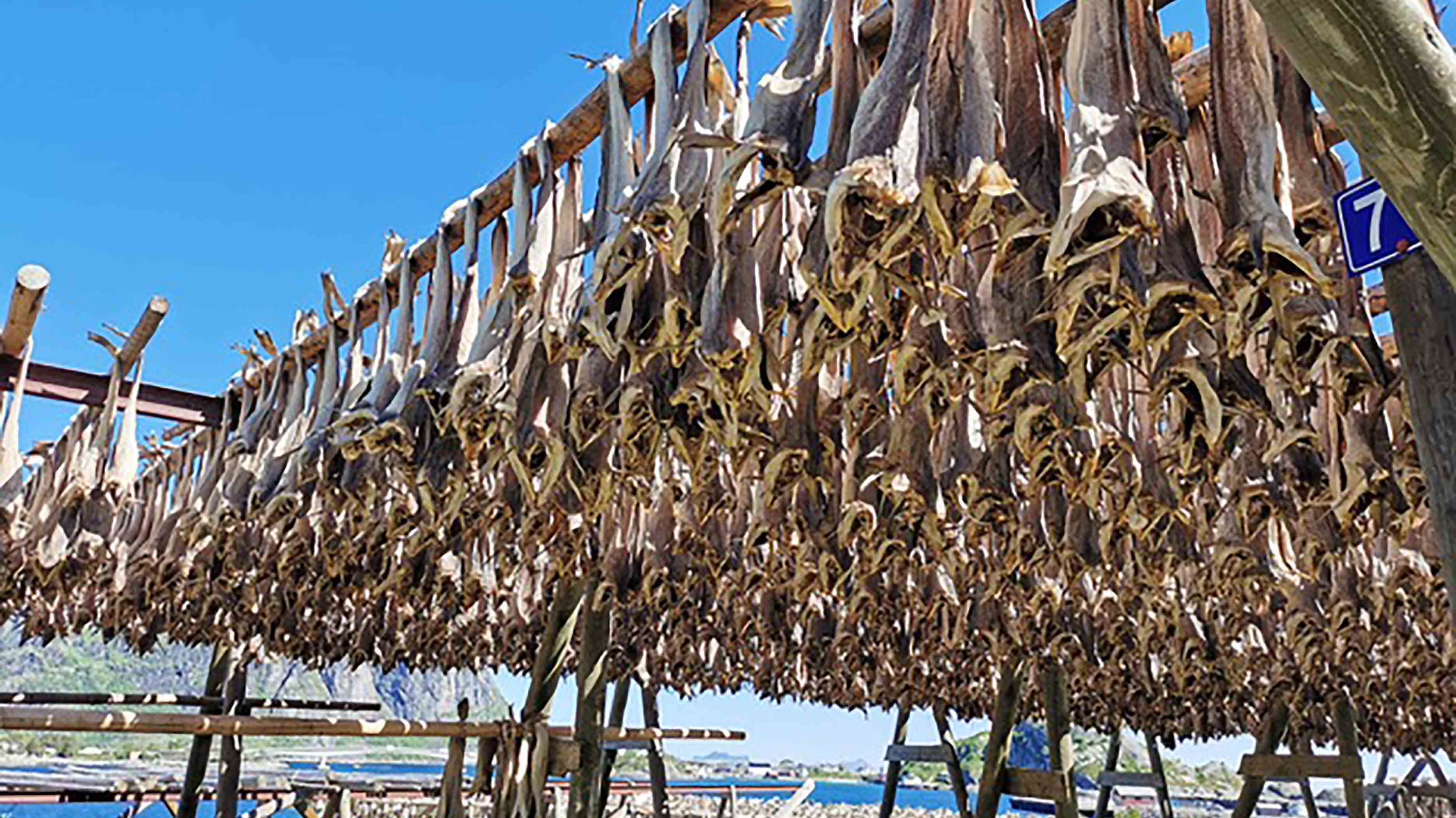 Codfish drying in Lofoten, Norway, illustrating the region's classical long-term fishing tradition. Scientists collected historical and contemporary genetic samples at Lofoten for a study on evolutionary changes in codfish. Giada Ferrari