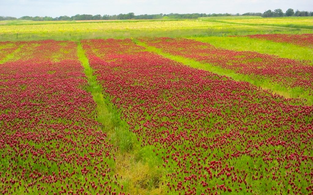 "$10 million grant will help MU double the acreage of cover crop in the U.S. by 2030; photo of Crimson clover test plots at the University of Missouri Bradford Research and Extension Center."