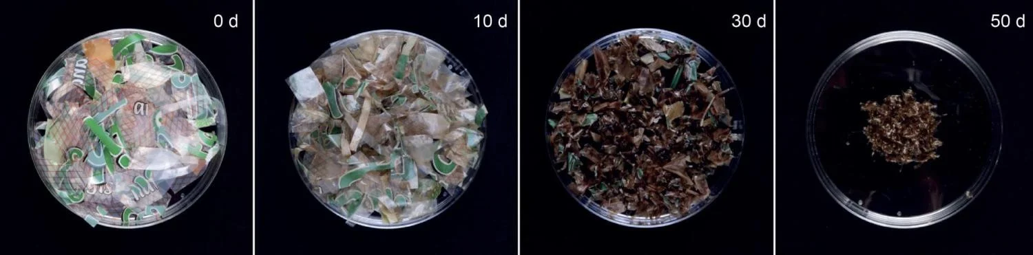 "Grad student helps design ‘artificial muscles’ you can toss in the compost bin; Time lapse images of biodegradable HASEL actuators decomposing over 50 days. (Credit: MPI-IS)"