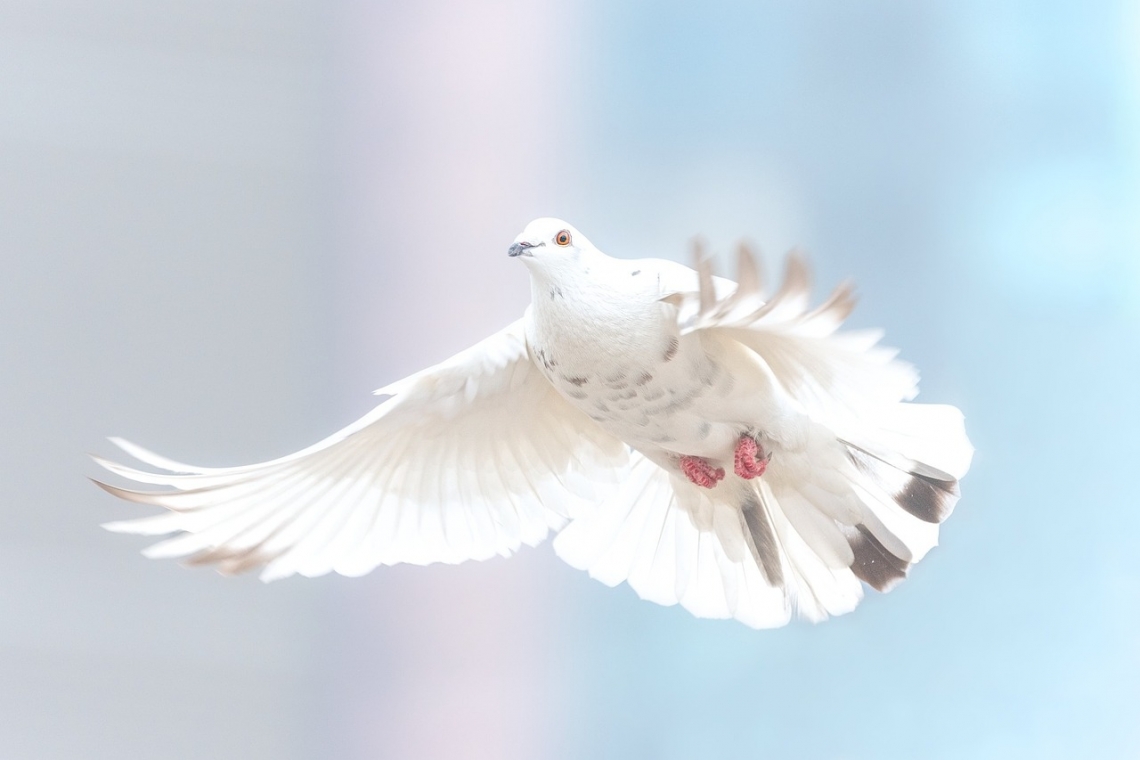 Modern Bird Brains Reveal Evolutionary History of Flight, Dating Back to the Dinosaurs